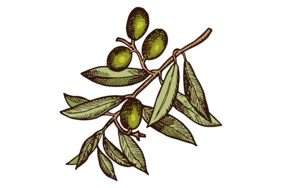 Download Healthy Oil Fruits. Olive Tree Branch Dr - Health Collection